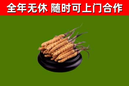 扶风烟酒回收冬虫夏草.jpg