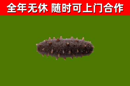 扶风烟酒回收干海参.jpg